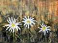 Three daisies