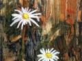 Two Daisies