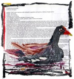 CT Endangered Species Series: Common Moorhen