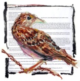 CT Endangered Species Series: Grasshopper Sparrow